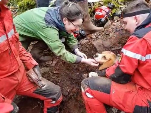 Les pompiers de Côte d’Or sauvent un chien en pleine forêt 